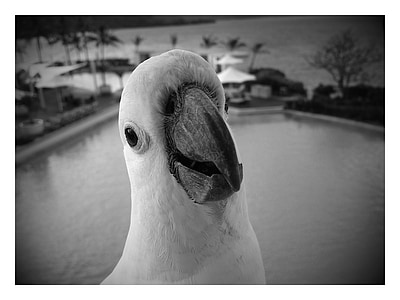 cockatoo, white, black, portrait, funny, bird, animal