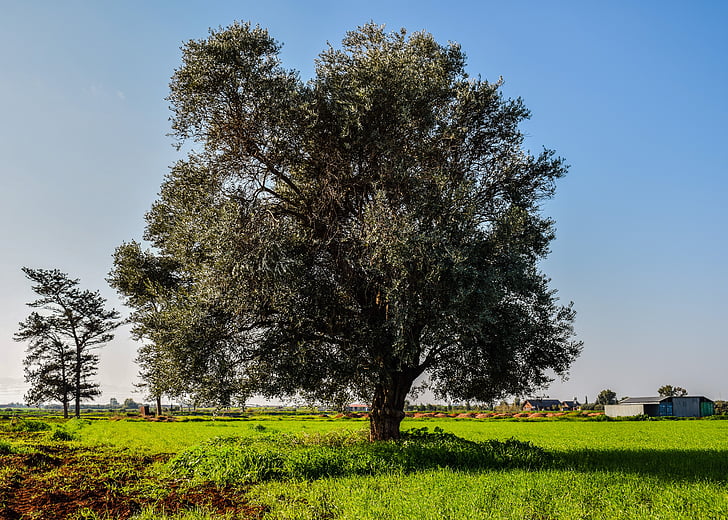 arbre, Meadow, paysage, domaine, paysage, rural, campagne
