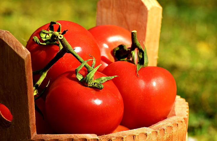 tomate, produtos hortícolas, balde, maduras, vermelho, saudável, natureza