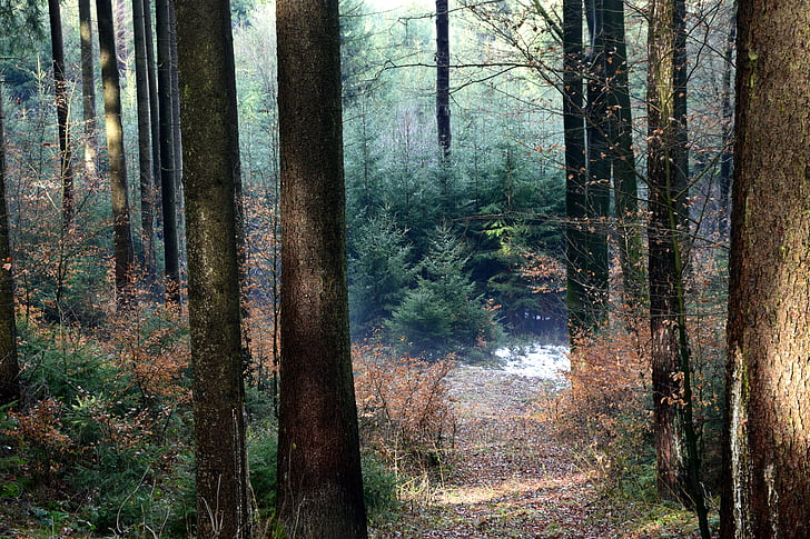 bosque, sendero del bosque, árboles, naturaleza, distancia, hojas, Estado de ánimo