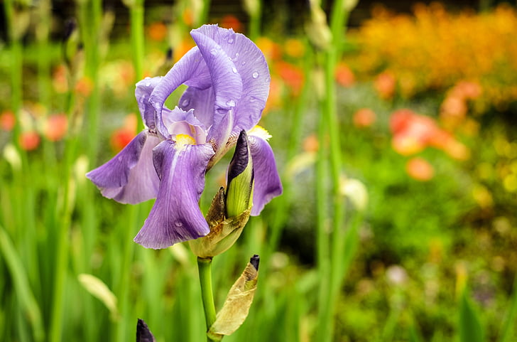 Iris, kwiat, kwiat, Bloom, fioletowy, kwiaty, ogród