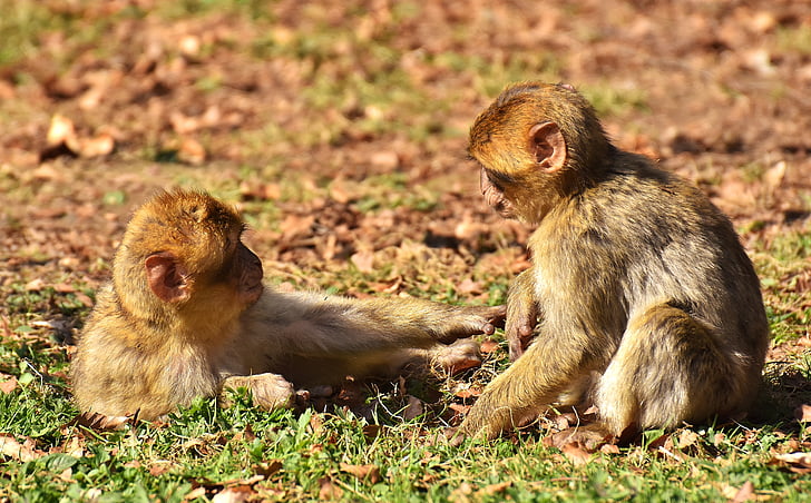 macacos de Berber, jogar, bonito, espécies ameaçadas de extinção, macaco montanha salem, animal, animal selvagem