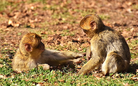berberské opíc, hrať, milý, ohrozené druhy, Monkey mountain salem, zviera, divoké zviera