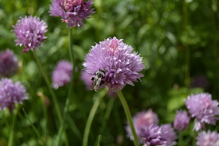 Bee, pažítka, kvet, bylinky, hmyzu