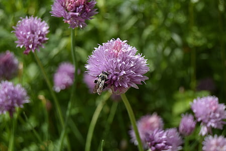 bee, chives, flower, herbs, insect