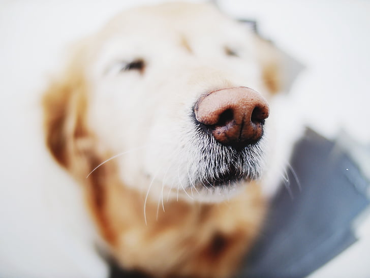 dog, animal, snout, nose, golden retriever, pet, pets