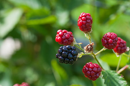 blackberries, ripe, immature, ripening process, on the mature, garden, soft fruit