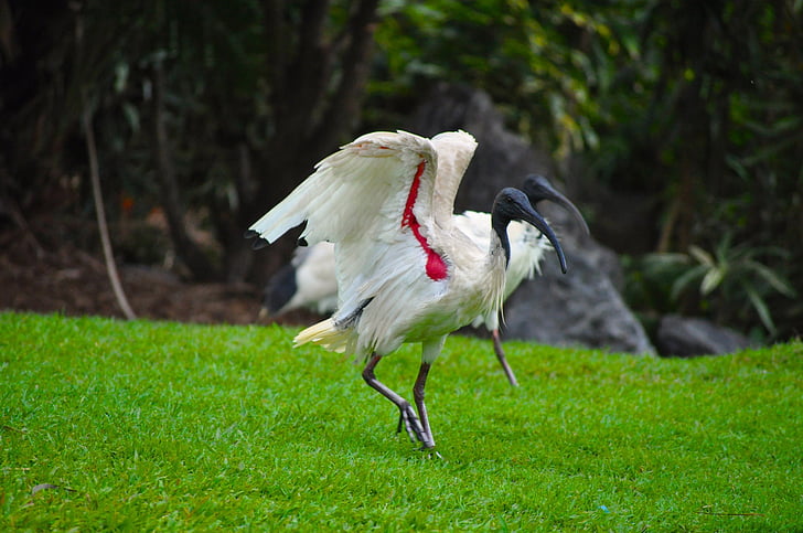 ocell, vida silvestre, l'ibis australià, ploma, natura, jardí botànic