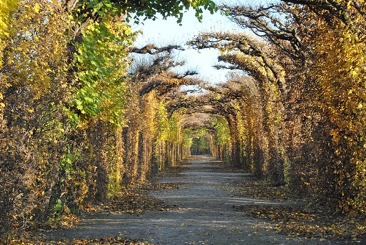 Viyana, Sonbahar, ağaç, manzara, Turuncu, Ekim, Avusturya