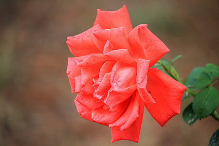 rose, red rose, blossom, bloom, rose blooms, flower, nature