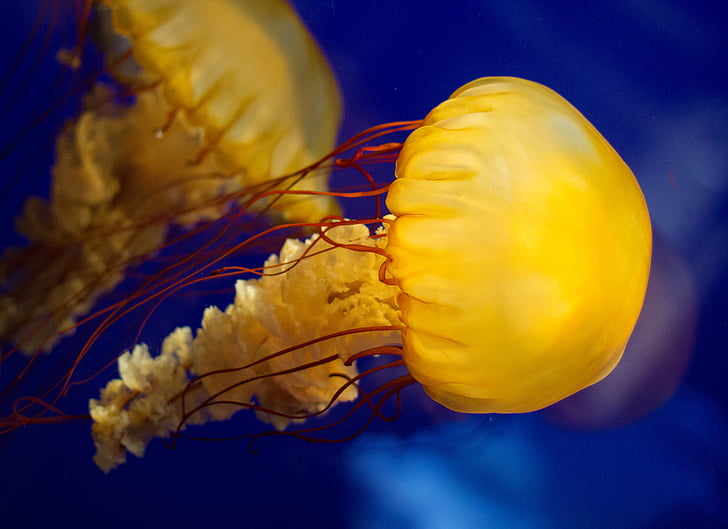 meduses, vida de mar, Mar, sota l'aigua, Aquari, blau, natura