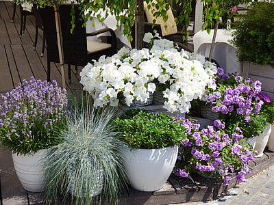 fleurs, pot, pots de, lavande, pot de fleur, nature, en pot