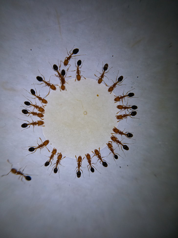 makro, fotografii, ANT, mrówki, miód, upuść