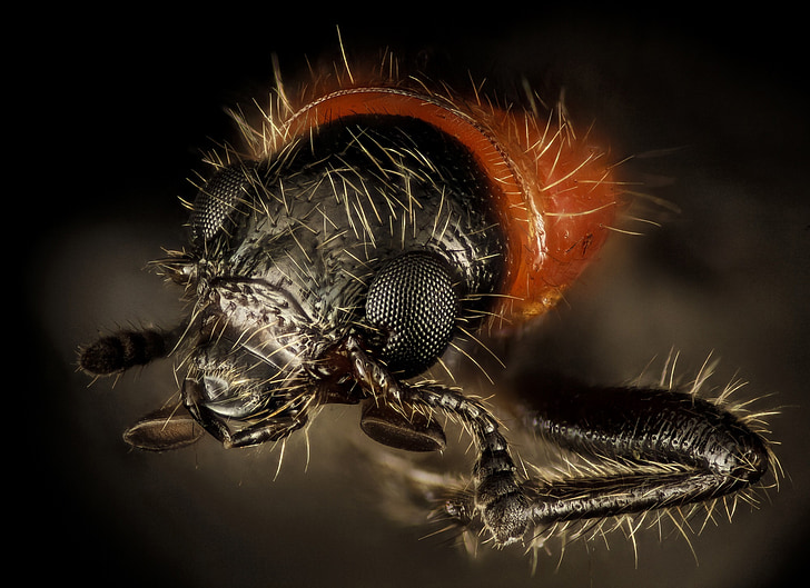 Escarabajo de la, cabeza, macro, error, naturaleza, insectos, negro