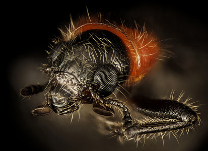 Beetle, juht, Makro, bug, loodus, putukate, must
