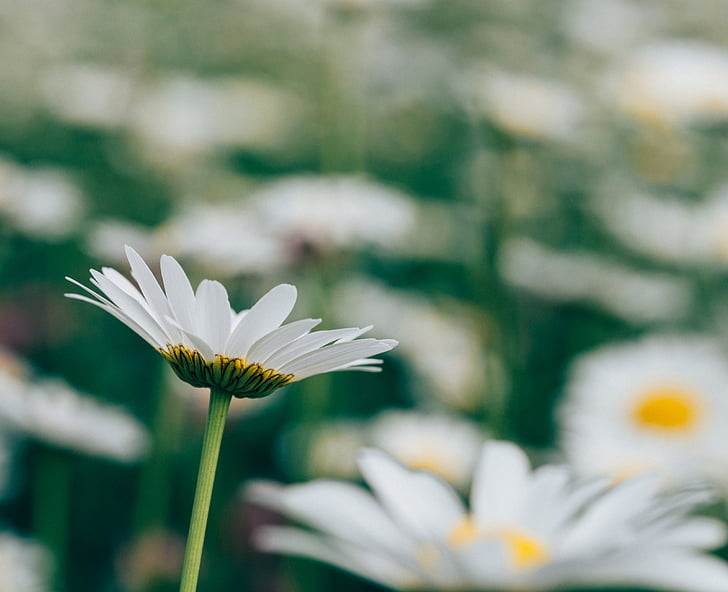 vit, Daisy, blommor, Bloom, dagtid, prästkragar, trädgård