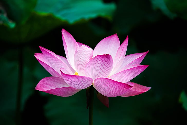 Lotus, kukka, kesällä, Zen, Lake, Luonto, vaaleanpunainen