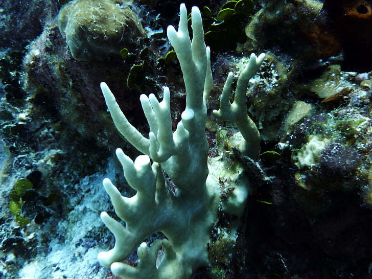 white coral, sea life, scuba diving, white, ocean, underwater