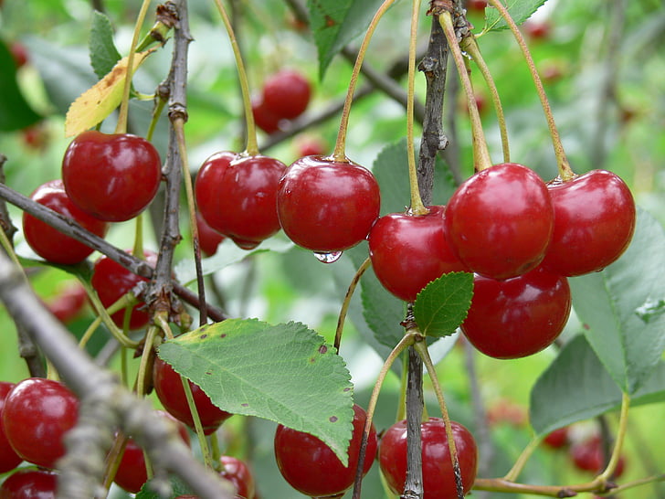 surkörsbär, röd, Bourgogne-röd frukt, Mogna körsbär, fina, sommar