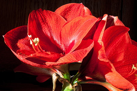amaryllis, red, flowers, flower, plant, botany, close
