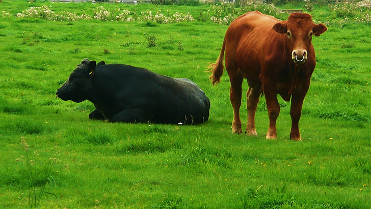 fekete, barna, bika, bikák, zöld, fű, szarvasmarha
