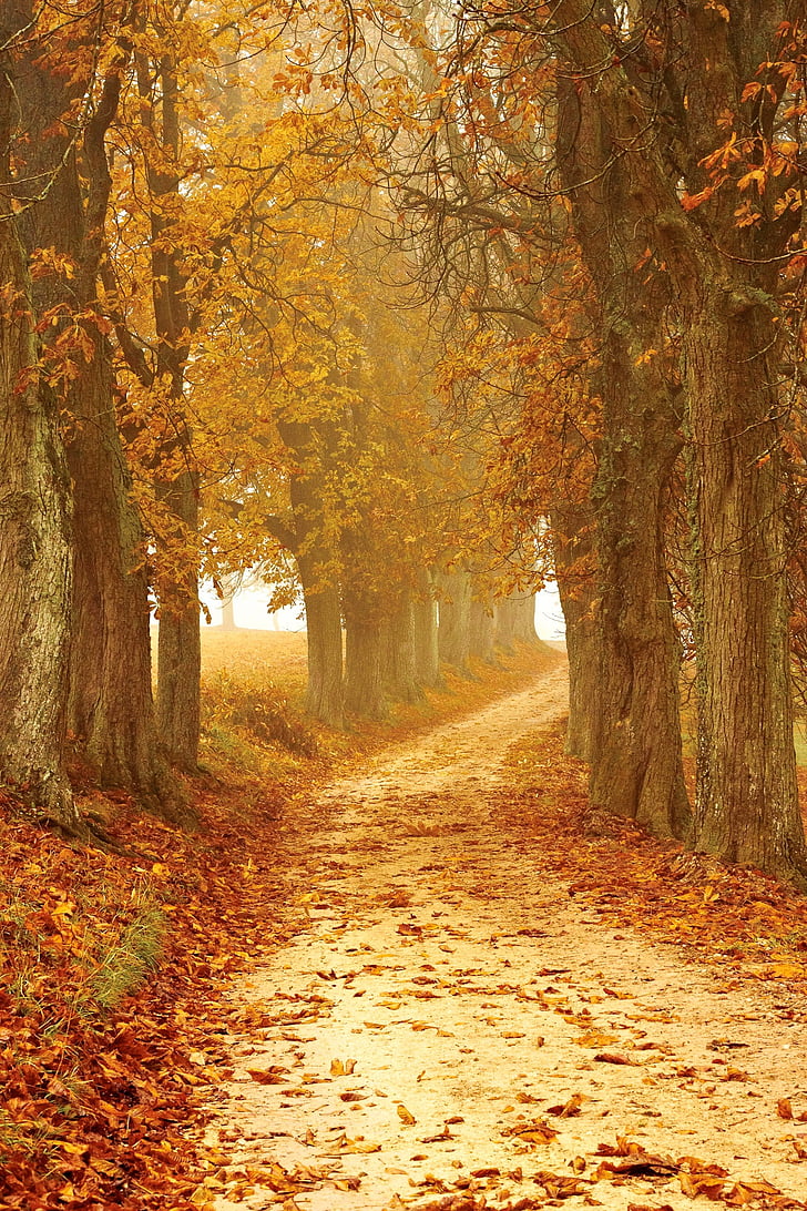 autumn mood, away, forest, fog, autumn, leaves, nature