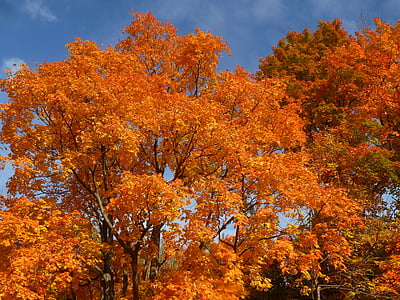 caduta, foglie, autunno, arancio, foglia, acero, Colore