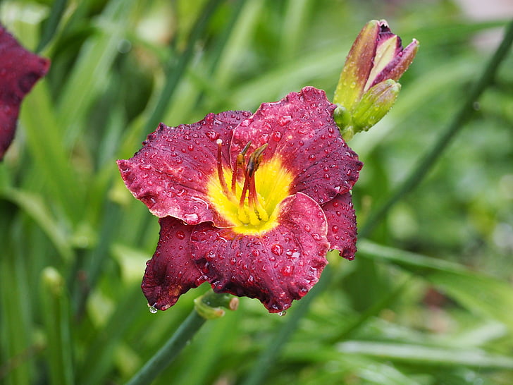 lily, water drops, flower, purple, yellow, plant
