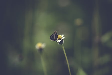 sommerfugl, blomst, natur, plante, insekt, udendørs, Blur