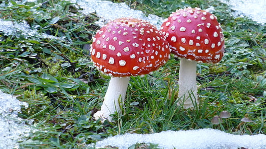 fly agaric, mushroom, meadow, snow, fungus, poisonous, nature
