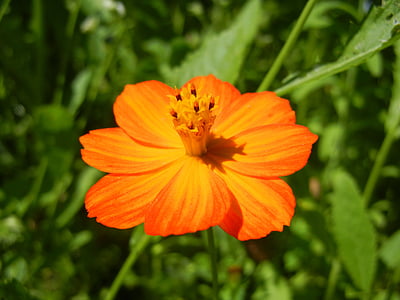 bunga musim panas, bunga, Orange, mekar, rumput musim panas, tanaman