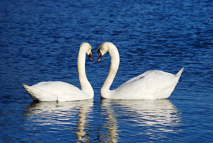 swans, couple, love, background images, water, lake, nature
