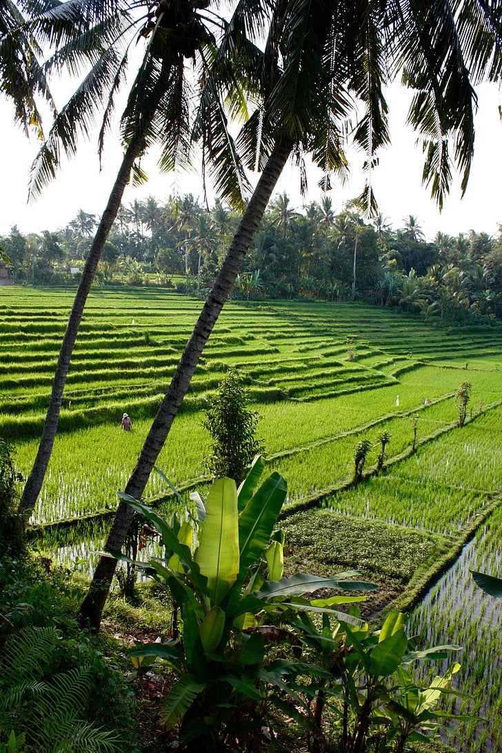 ryžių terasos, tropikuose, atogrąžų, Egzotiški, Bali, Gamta, Indonezija