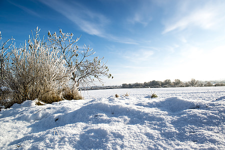 pozimi, polje, sneg, krajine, zimski, drevo, zasneženih