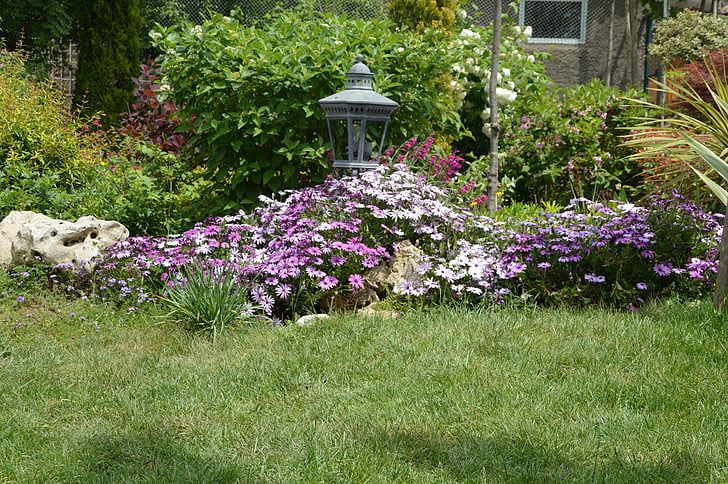 primavera, jardí, flor, alt sòrab jardí, Margarida, violeta