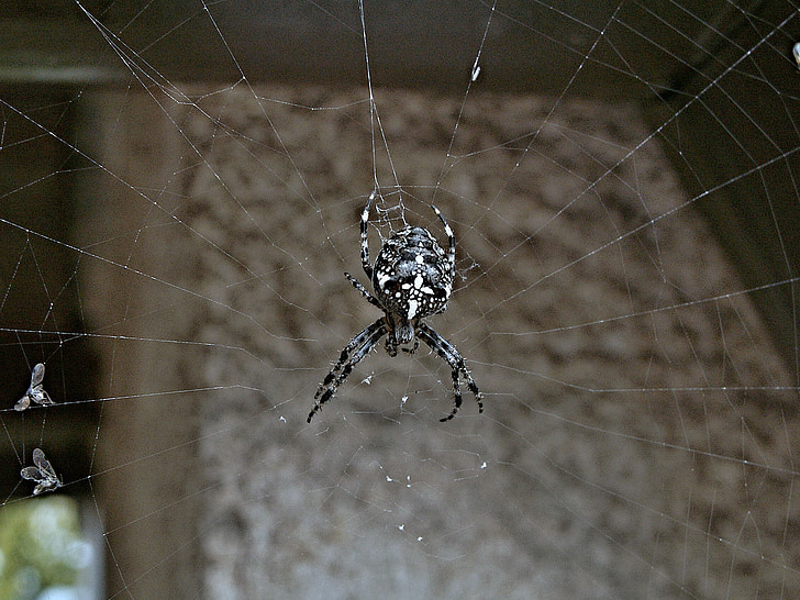 αράχνη, σταυροφόρος, μύγες, Web, έντομο