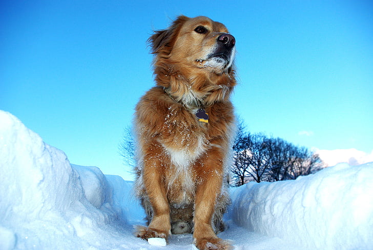 hund, favorit, snö, vinter, vintrig, vit, skogen