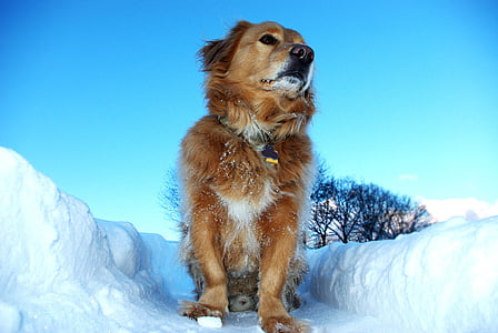 pas, omiljeni, snijeg, Zima, studen, bijeli, šuma