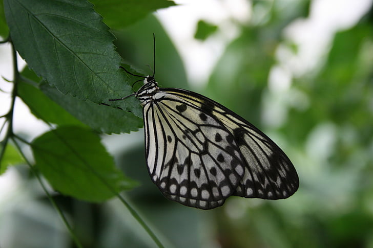mariposa, contraste, naturaleza