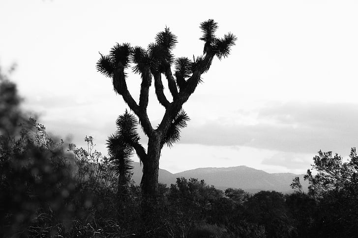 Joshua tree, kaliforniai sivatagban, sivatag, California, Mojave, hő, természet