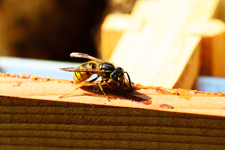 Wasp, insekt, gul, svart, äta honungsbiet, närbild, detalj