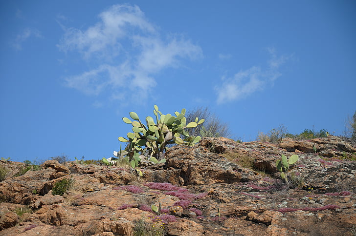 Sardinia, Cactus, kasvi, piikikäs, vihreä, taivas, Luonto