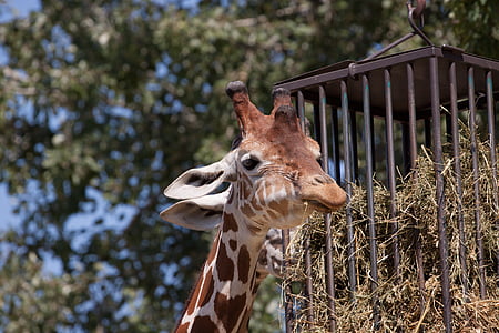 girafa, animal, jardim zoológico, natureza, pescoço