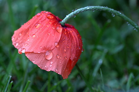 Poppy, Papaver rhoeas, klatschmohn, bunga opium, basah, titisan hujan, padang rumput