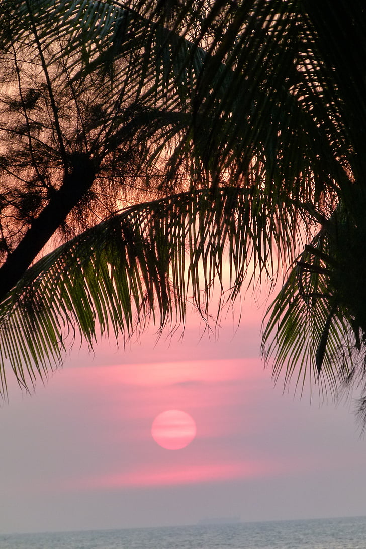 sunset, palm trees, sea, holiday, evening sky, summer, mood