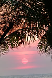 日落, 棕榈树, 海, 假日, 傍晚的天空, 夏季, 心情