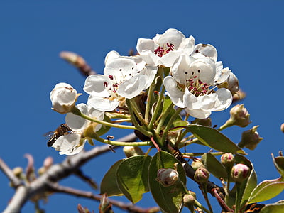 almond flower, flowers, field, sky, almond tree, nature, pollen