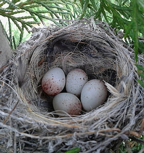 гнездо, яйца, птици, клонове, диви, Диво канарче