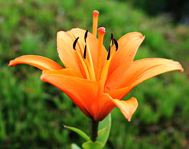 Lily, vroeg, bloem, Blossom, Bloom, Oranje, natuur