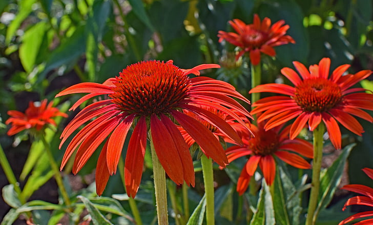 röd-orange echinacea, Echinacea, kon blomma, läkemedel, trädgård, sommar, Blossom